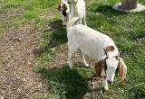 Yearling Nannies