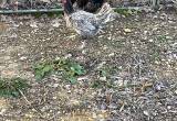 Blue Andalusian pair chickens