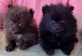 pomeranian puppies 1m1f