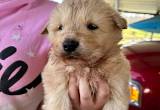 great pyrenees/ anatolian