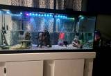 75 gallon Fishtank with stand