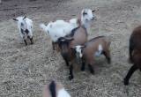 Goats for sale