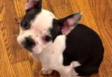 CKC female boston terrier