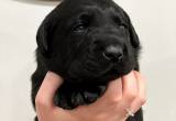 AKC Registered Lab Puppies