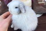 Blue Eyed Magpie Holland Lop Buck