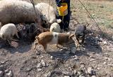 Three gilts - 4mo old pastured heritage