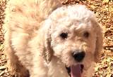 F2b male goldendoodle