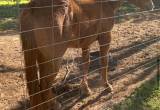 red roan quarter mare