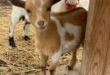 nigerian dwarf goats