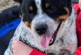 full blooded blue heeler