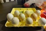 sebastapol goose eggs