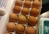 Mixed colors English orpington eggs.