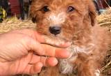 Mini Goldendoodle puppies