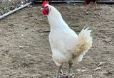 American Bresse Rooster