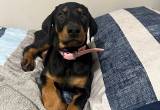 female Doberman