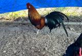 Bantam mix rooster