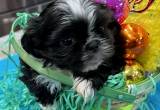 Shih Tzu Puppies Ckc