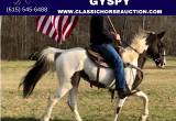 Family Safe Chocolate Tobiano Mare