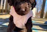 female chocolate golden doodle