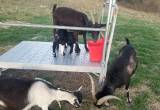 Alpine Goats Nanny in milk & Billy