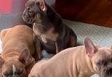 AKC Frenchie Puppies