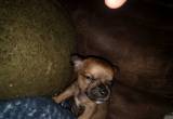 chihuahua puppy for sale