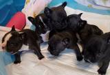 French Bulldog Puppies