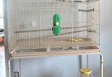 Parakeet, Large cage, toys & food