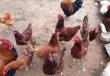 roosters and laying hens