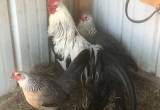 silver phoenix chickens