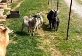 pygmy/ nigerian dwarf goats