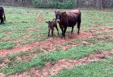 For Sale Cow and calf pair