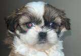 2 Female Shih Tzu with heterochromia!