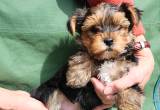 Yorkie Female Puppy Available Now