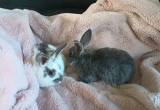 Baby Bunnies