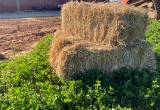 Square bales of Orchard Grass Hay