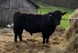 Registered Angus Bull