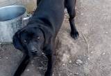 2 female Labrador retriever puppies