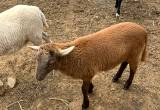 Three 8-9 week old ram lambs