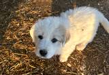 Great Pyrenees Puppies For Sale