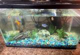 20 gallon fish tank