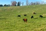 south poll angus cross hiefer calves