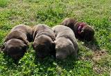 akc silver/ chocolate labs