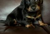 Miniature Dachshund