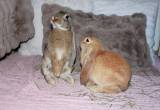 English Lop Rabbits