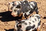 Kunekune Piglets Gilts