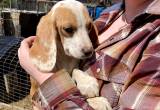 lemon spotted beagle pups