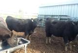 Registered angus heifers