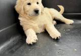 Livestock Guardian Puppy