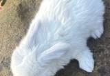 Easter Baby Holland Lop Bunnies